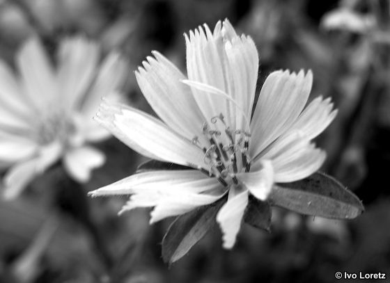 ivo loretz | frühling - gedichte und fotografien